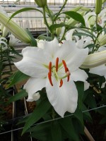 [5272 Siberia POF No02.JPG]